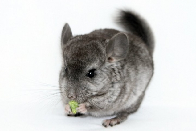 Chinchilla eating a piece of kiwi Chinchilla eating a piece of kiwi