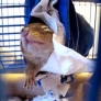 Chipmunk wakes up in the morning