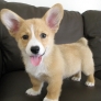 Corgi puppy on a couch