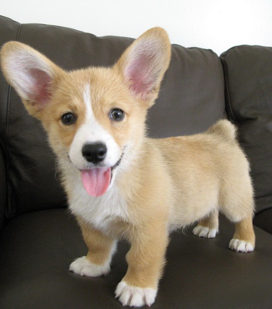 corgi-puppy-on-a-couch.jpg