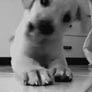 Cute lab puppy