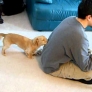 Dachshund wants attention