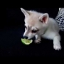 Dog vs. lime