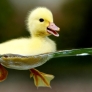 Duckling swimming