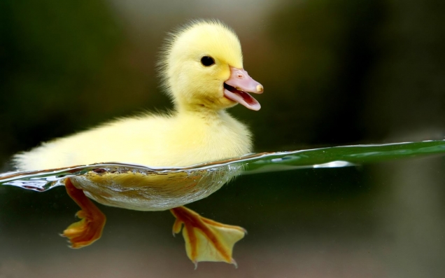 Duckling swimming