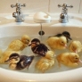 Ducklings in a sink