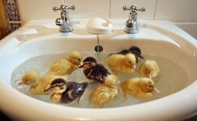 Ducklings in a sink