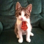 Executive kitten