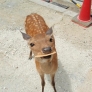 Fawn has a treat
