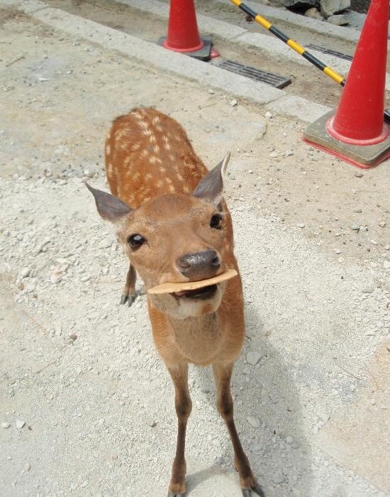 Fawn has a treat