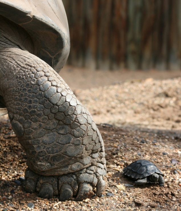 Galapagos tortoises - mother and daughter