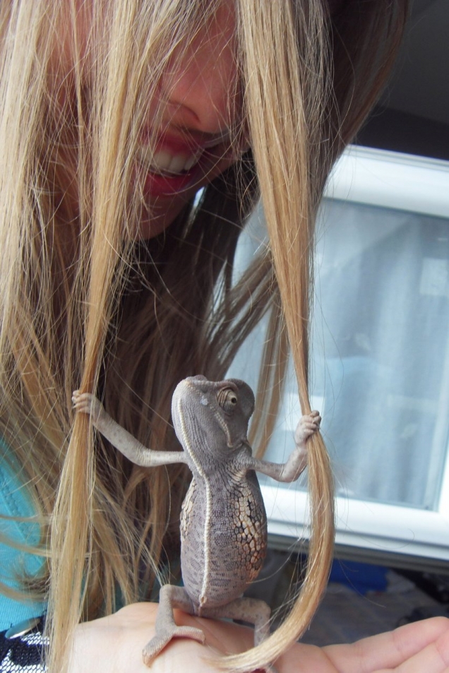 Hair chameleon