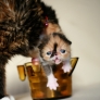 Halp!