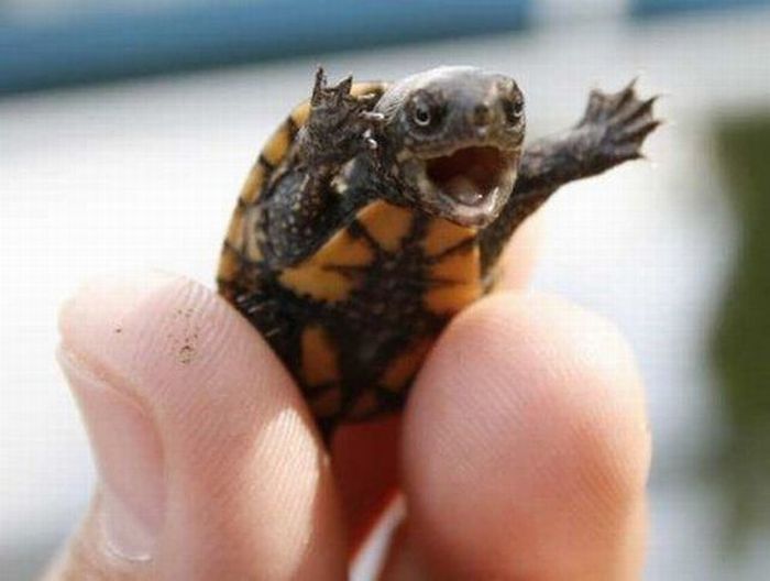 http://www.tehcute.com/pics/201109/happy-baby-turtle-is-happy-big.jpg
