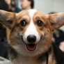Happy corgi