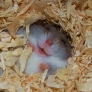 Happy hamster