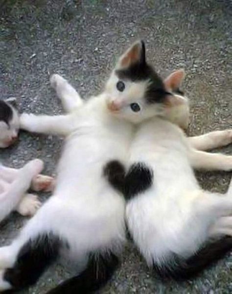 Heart kittens