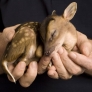 Holding a fawn