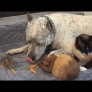 Interspecies friendship