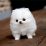 Is this a kitten or a puppy?
