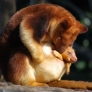 Kangaroo pareting