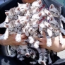 Kitten bouquet