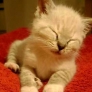 Kitten falls asleep