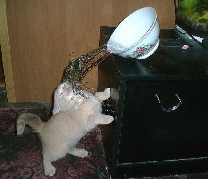 Kitten gets itself wet Teh Cute