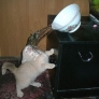 Kitten gets itself wet