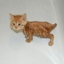 Kitten is soaked