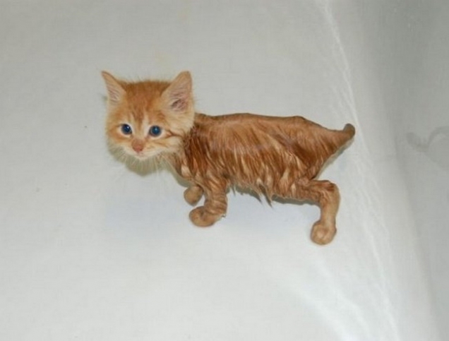 Kitten is soaked Kitten is soaked
