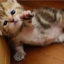 Kitten needs a hand