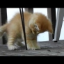 Kitten playing with leaves