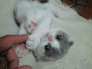 Kitten playing