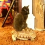 Kitten rides a turtle