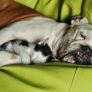 Kitten sleeping on a bulldog
