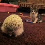 Kitten vs. hedgehog