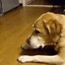 Kitten vs. lab