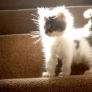Light kitten