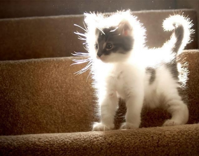 Light kitten Light kitten