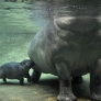 Mother hippo and baby hippo