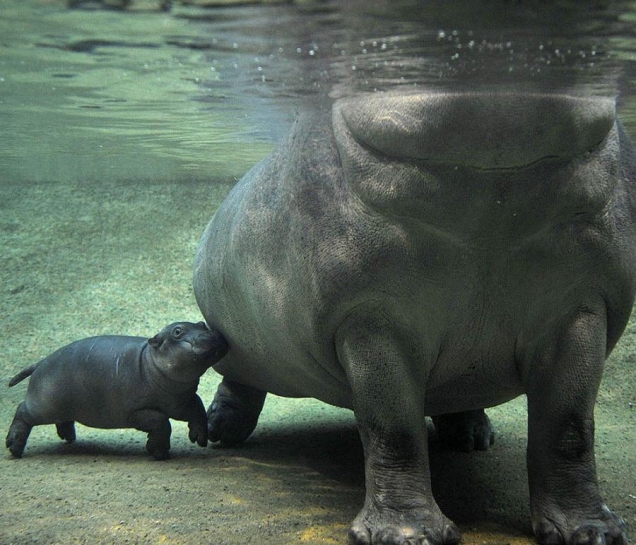 Mother hippo and baby hippo