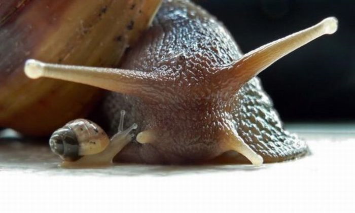 mother-snail-vs-baby-snail-big.jpg