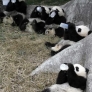Panda lunch time