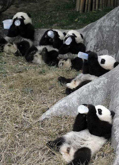 Panda lunch time