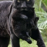 Panther mom carries panther baby