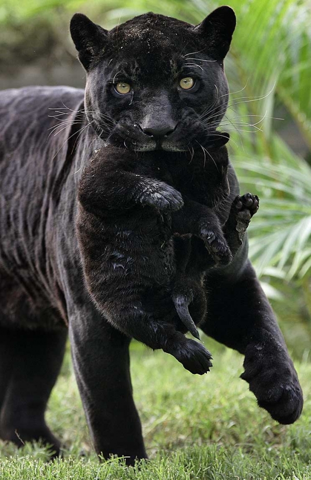 Panther mom carries panther baby