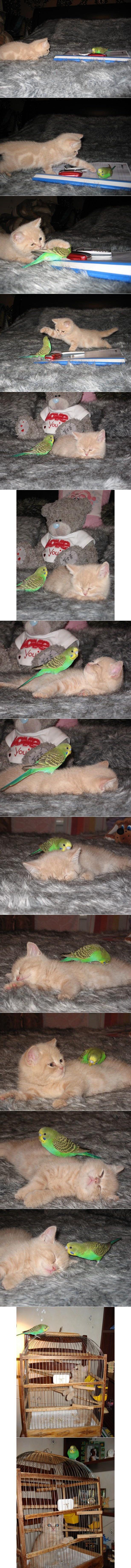 Parrot and kitten friends