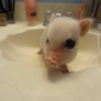 Piglet in a sink