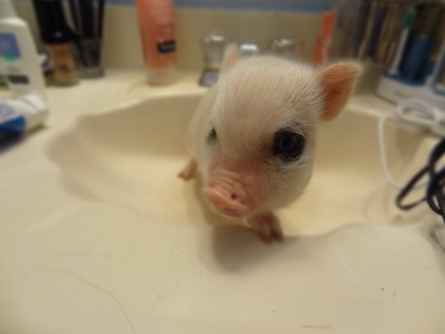Piglet in a sink Piglet in a sink